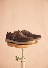 Aster Derbies